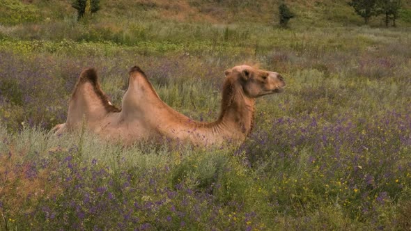 The Bactrian Camel is Sitting Among the Blue Flowers and Resting