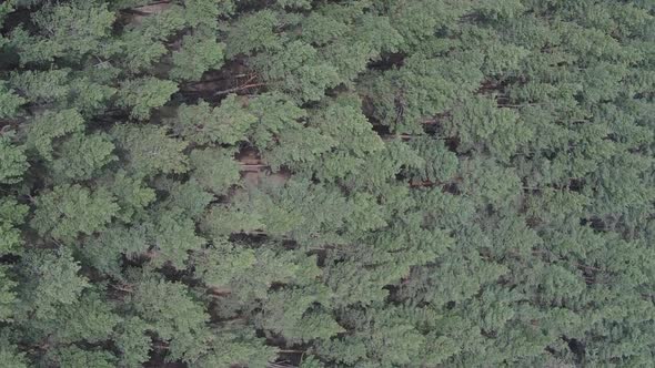 Vertical Video of Pine Forest Aerial View Slow Motion