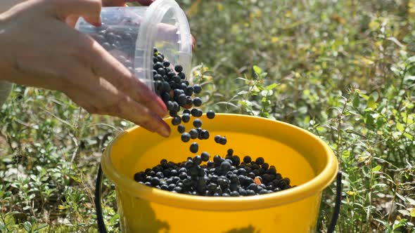 Young Person Takes and Pours Blueberries Into Yellow Bucket