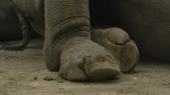 white rhinoceros feet medium wide