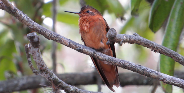 Giant Humming Bird