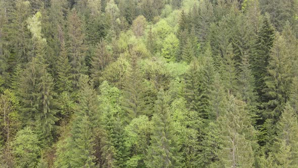 Ukraine, Carpathians: Forest Landscape. Aerial View. Flat, Gray