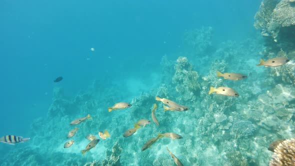 school of snappersfish on coral in red sea, Egypt