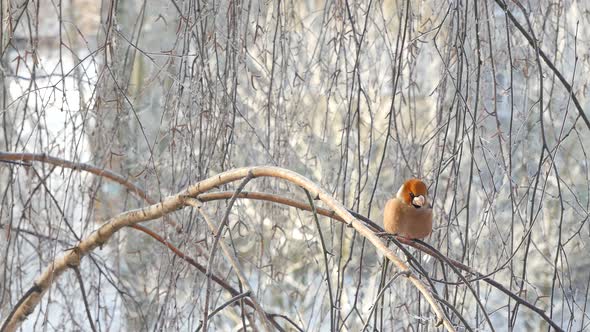 Bird Grosbeak On A Birch Branch In Frost.