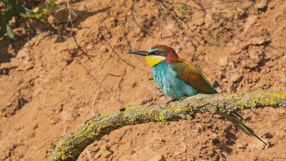 European Beeeater or Merops Apiaster