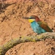 European Beeeater or Merops Apiaster - VideoHive Item for Sale