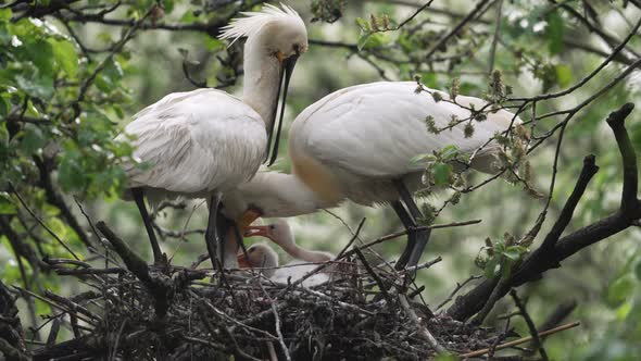 Spoonbill parent feed hungry chicks in nest by regurgitating food - full shot