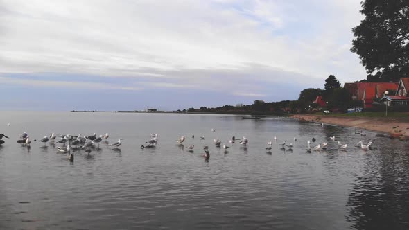 AERIAL: Slowly Panning Above The Water and Revealing Flock of Seagulls