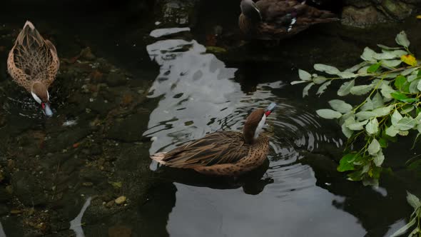 Wild Duck Cleans Feathers and Drinks Water in the Lake