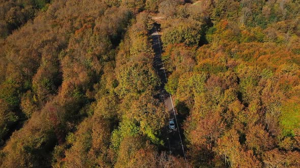 Road to the Autumn Forest