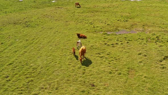 Cattle on the plains of Bayanbulak