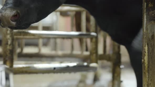 Milk cow walks into holding pen before milking commences; dairy farm