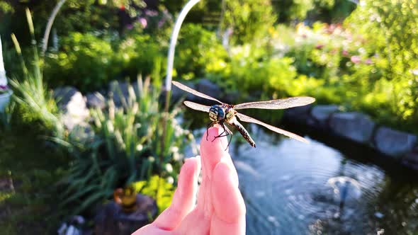 Big Dragonfly Sits on Woman Fingers with Lake and Green Garden on Background