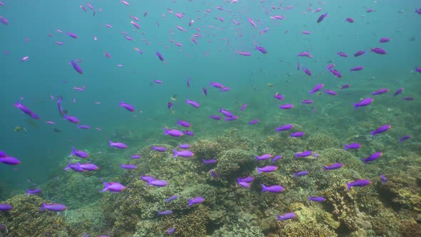 Coral Reef with Fish Underwater. Camiguin, Philippines