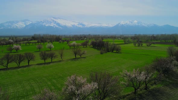 Mountains And Field