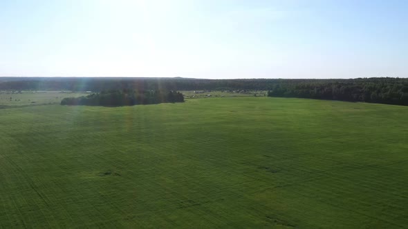 Summer Forest and Field. Wild Nature. Aerial View