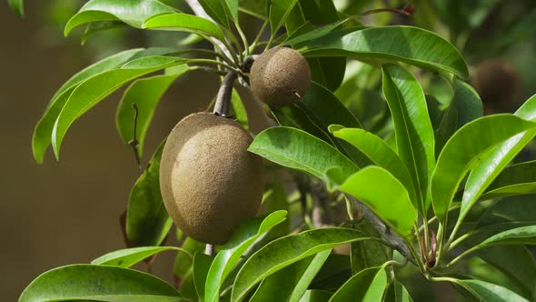 Kiwi Fruit on the Tree