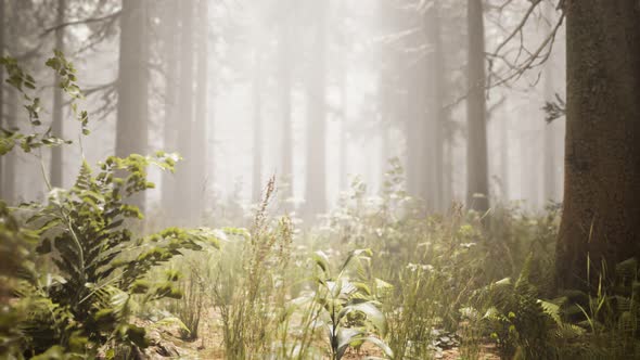 Sunbeams in Natural Spruce Forest