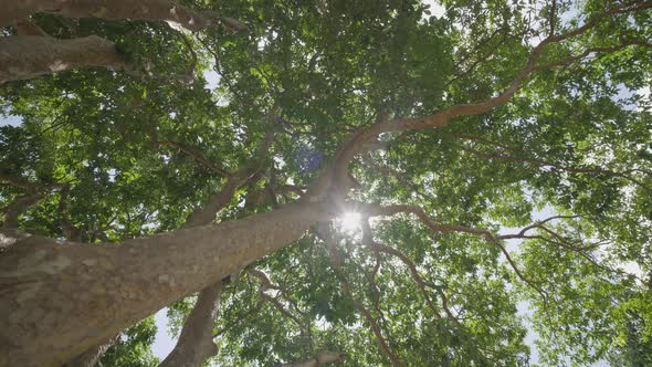 Sun rays shine through fresh foliage jungle forest.