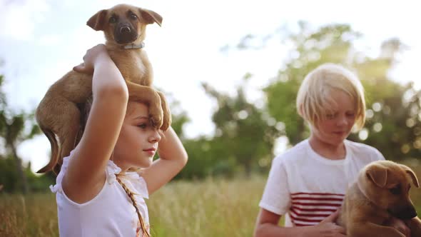 Beautiful Children Stroking Playing Walking with Puppies in Park at Sunset