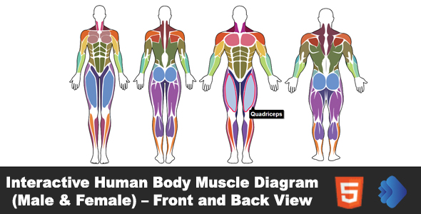 Interactive Human Body Muscle Diagram (Male & Female) – Front and Back View