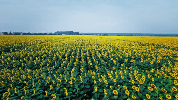 Agriculture Field with Blooming Sunflowers