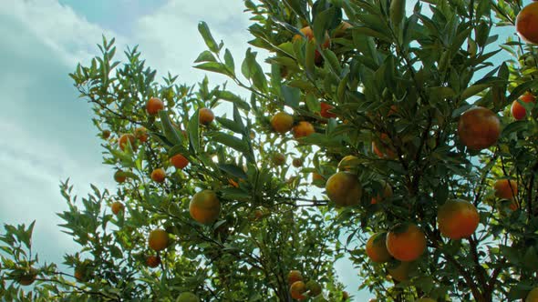 Ripe Orange Citrus Fruits or Tangerines Hanging on a Tree in the Orange Garden