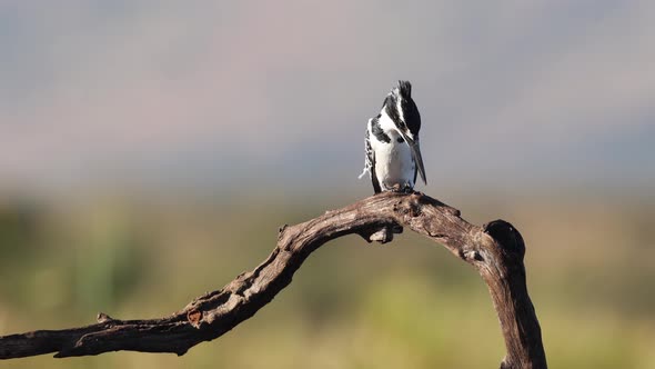 Dramatic BW Pied Kingfisher sits on branch with defocused background