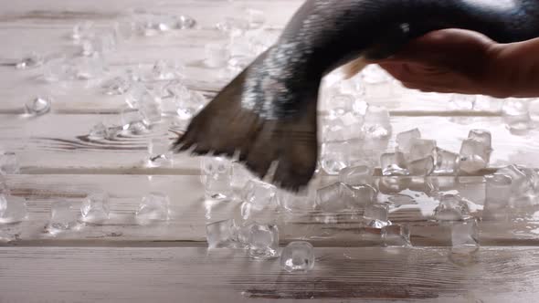 Hands Putting Fish Onto Ice.