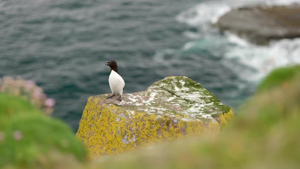 A razorbills (Alca torda) flys in from the sea to land next to another razorbill which is sitting on
