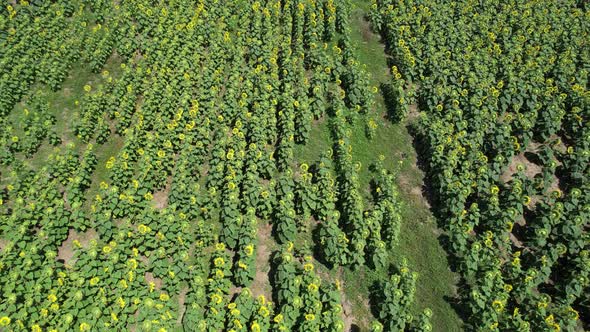 Aerial Sick Sunflowers