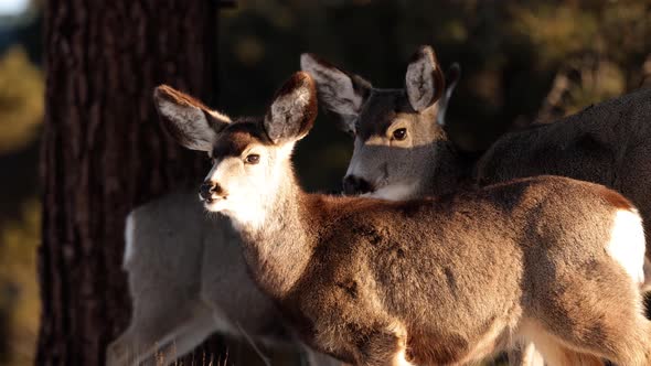 A herd of deer grazing in the Rocky Mountain National Park