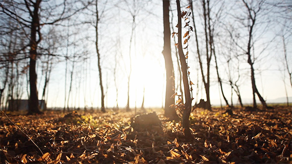 Autumn Grass In The Forest