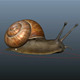 Snail - 3DOcean Item for Sale