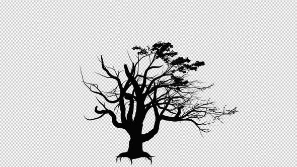 Tree Silhouette