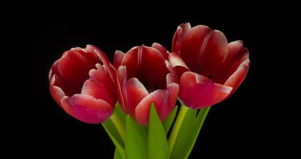Timelapse of Red Tulips Flower Blooming on White Background.
