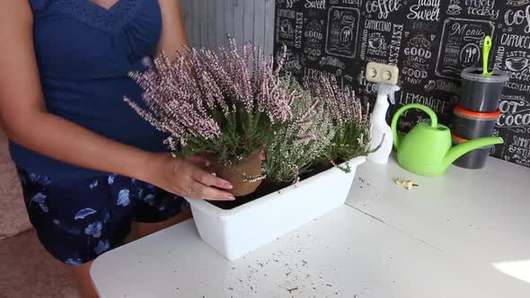 A Woman Is Holding A Heather Bush With An Earthy Clod In Her Hands. Dip It In A New Pot