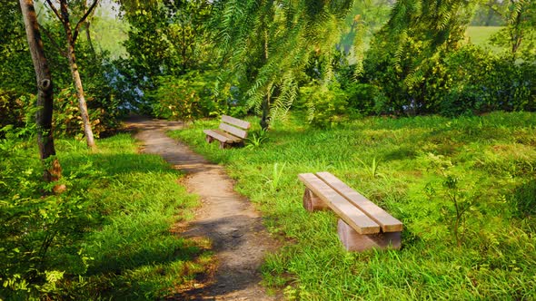 Wooden Bench in Nature By the Tree