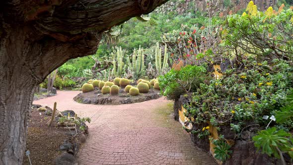 Gran Canaria, Spain, Walking in Botanical Garden Among Various Rich Green Tropical Flora