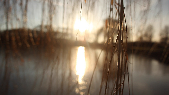 Looking Through Willow
