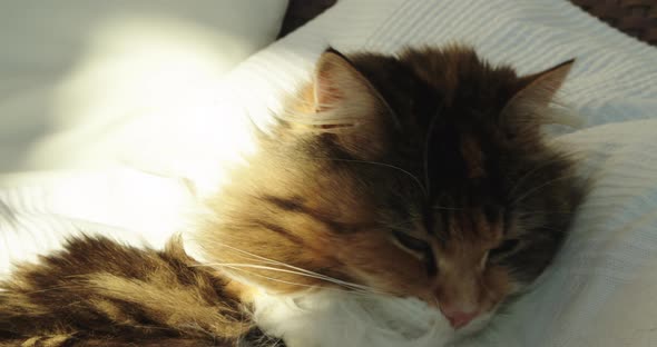 Super cute Norwegian forest cat looking directly into the camera.