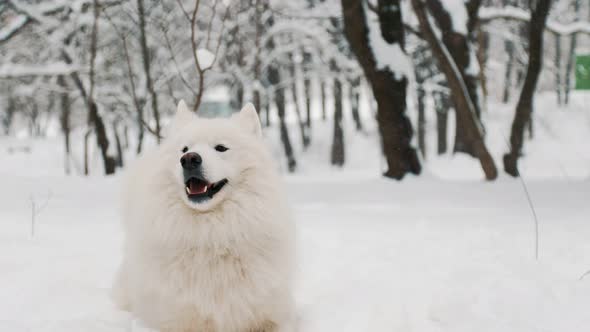 Samoyed Dog in the Park