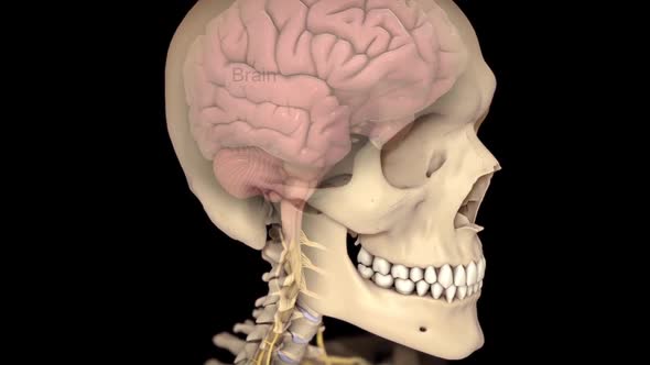 The neck, also called the cervical spine, is a well-designed structure formed.