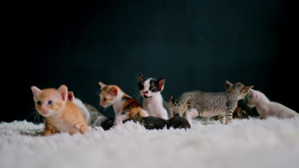 Cute Kittens at 30 Days Old on a White Carpet