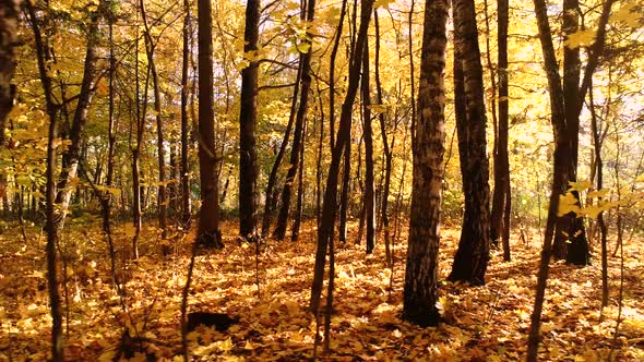 Colorful Autumn Forest Wood