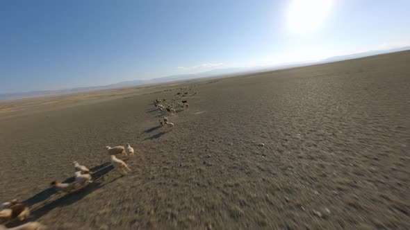 FPV Sports Drone Chasing Herd of Fast Movement Running Sheep Goats at Desert