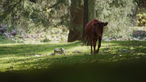 Brown cow walking in the forest