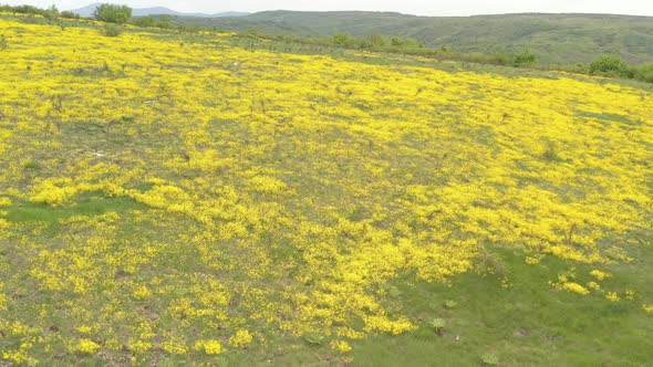 Goldentuft Alyssum Aurinia saxatilis flower over the hill 4K drone video