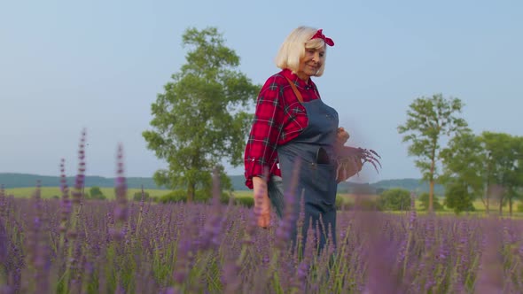 Senior Woman Grandmother Farmer Gathering Lavender Flowers on Summer Herb Garden Farm Eco Business