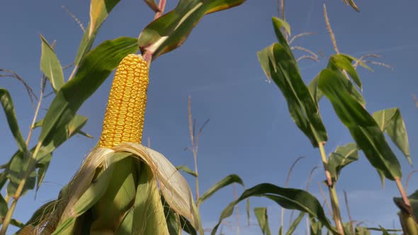 Closeup view on ready yellow corn on a field.